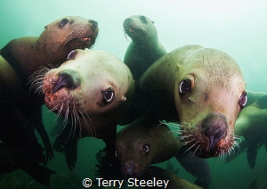 'Mobbed by inquisitive steller sea-lions'
Steller sea-li... by Terry Steeley 